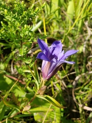 Gentiana puberulenta