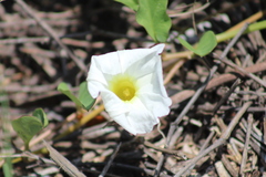Ipomoea imperati