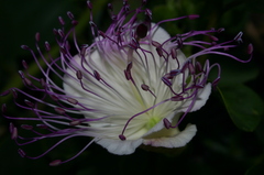 Capparis orientalis