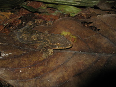 Thecadactylus solimoensis