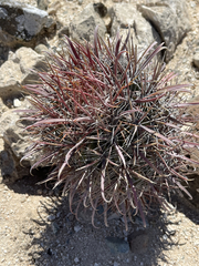 Ferocactus peninsulae