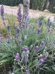 Oxytropis splendens
