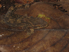 Thecadactylus solimoensis