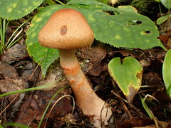 Cortinarius armillatus