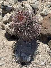 Ferocactus peninsulae