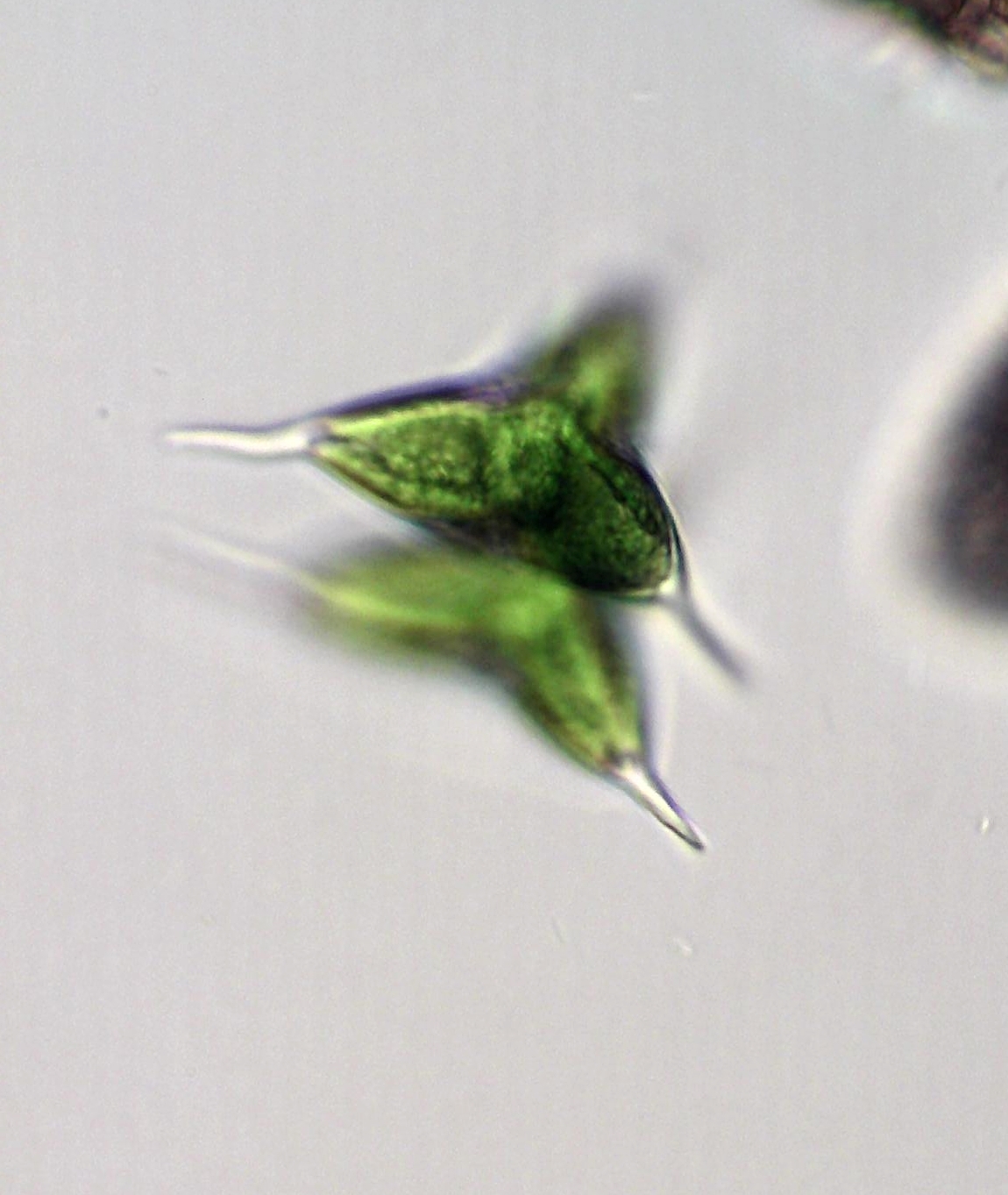 Staurodesmus megacanthus