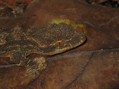 Thecadactylus solimoensis