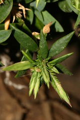 Dianthus rupicola subsp. hermaeensis image