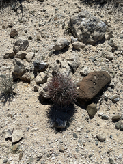 Ferocactus peninsulae