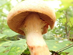 Cortinarius armillatus