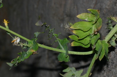 Sonchus tenerrimus tenerrimus