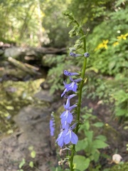 Lobelia amoena