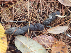 Urocyon cinereoargenteus