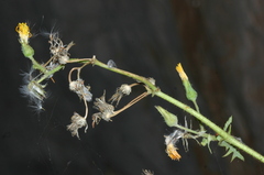 Sonchus tenerrimus tenerrimus