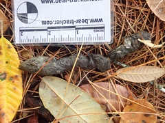 Urocyon cinereoargenteus