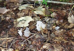Craterellus hesleri