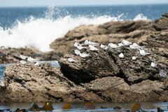 Sterna striata striata