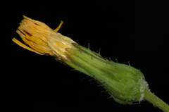 Sonchus tenerrimus tenerrimus