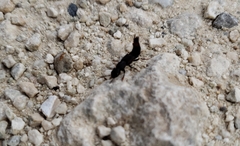 Platydracus mysticus