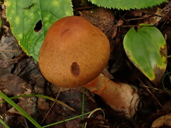 Cortinarius armillatus