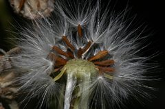 Sonchus tenerrimus tenerrimus