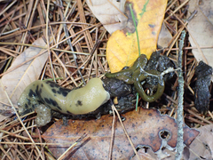 Urocyon cinereoargenteus