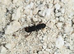 Platydracus mysticus