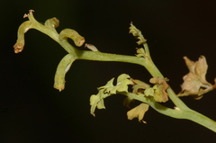 Fumaria flabellata
