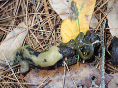 Urocyon cinereoargenteus