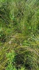 Carex annectens