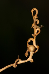 Fumaria flabellata
