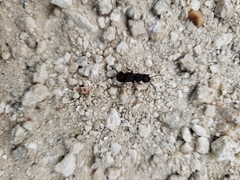 Platydracus mysticus