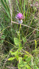Cirsium muticum