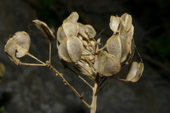 Iberis semperflorens