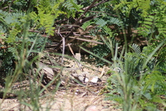 Callisaurus draconoides