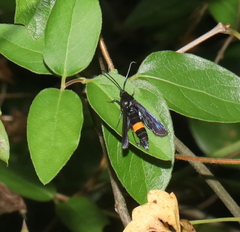 Synanthedon exitiosa