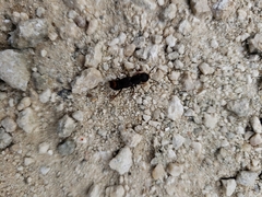 Platydracus mysticus