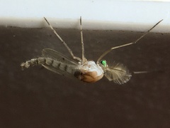 Chironomoidea