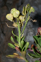 Iberis semperflorens
