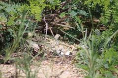 Callisaurus draconoides