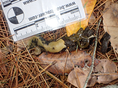 Urocyon cinereoargenteus