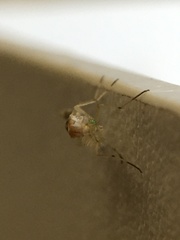 Chironomoidea
