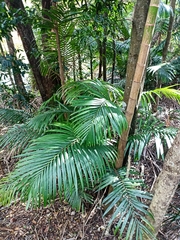 Archontophoenix alexandrae