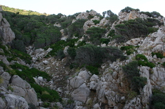 Olea europaea europaea