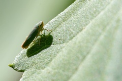 Graphocephala cythura