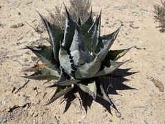 Agave vizcainoensis