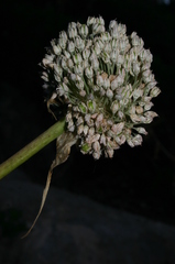 Allium polyanthum