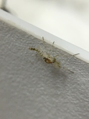 Chironomoidea