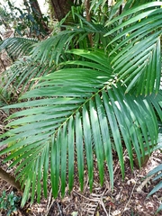 Archontophoenix alexandrae