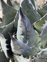 Agave vizcainoensis